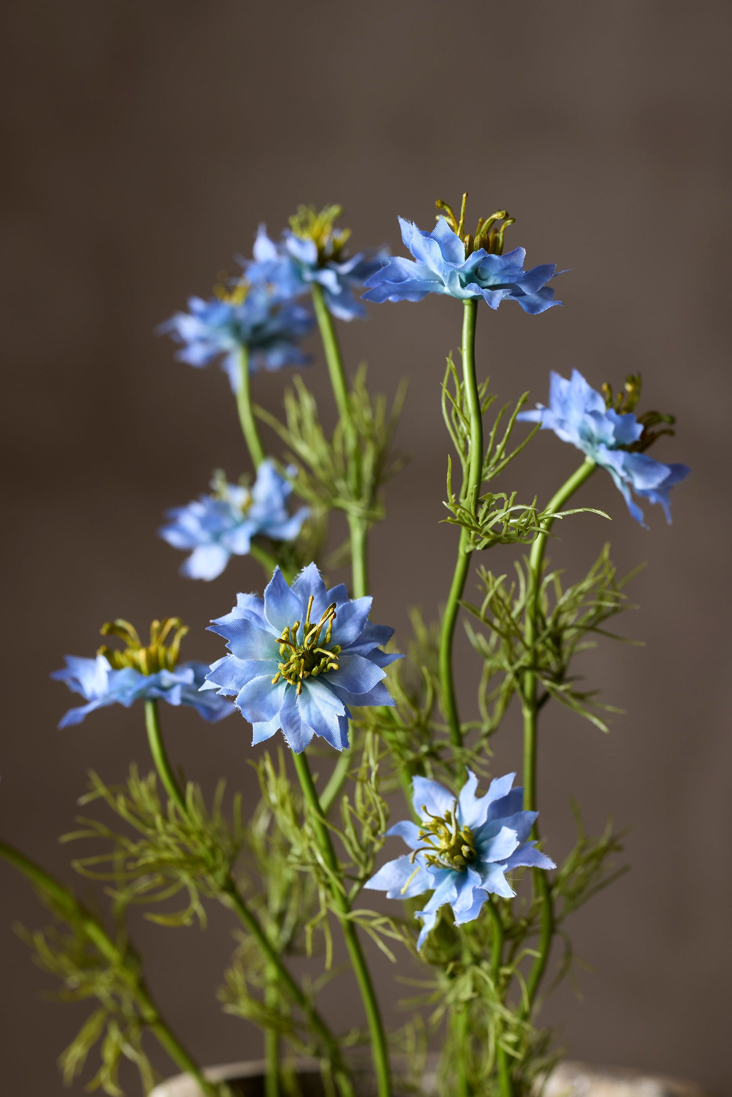 Nigella, 60 cm, Blå