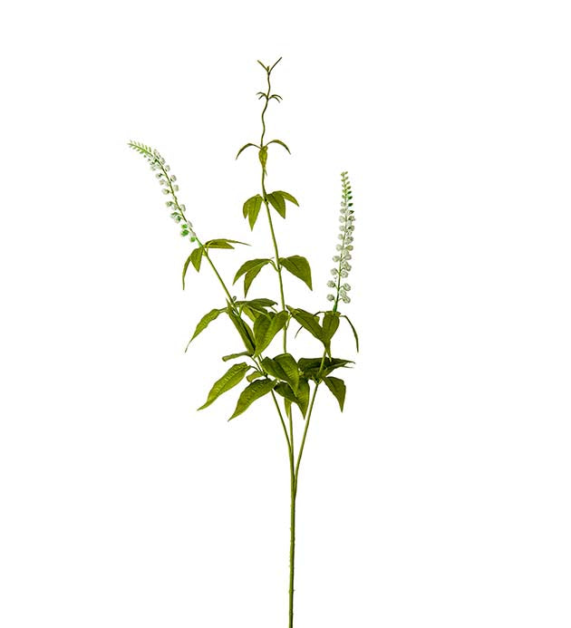 Lavendel, 70 cm, Vit