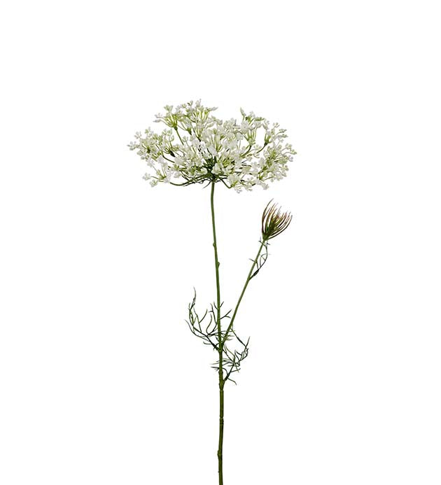 Allium, 70 cm, Vit