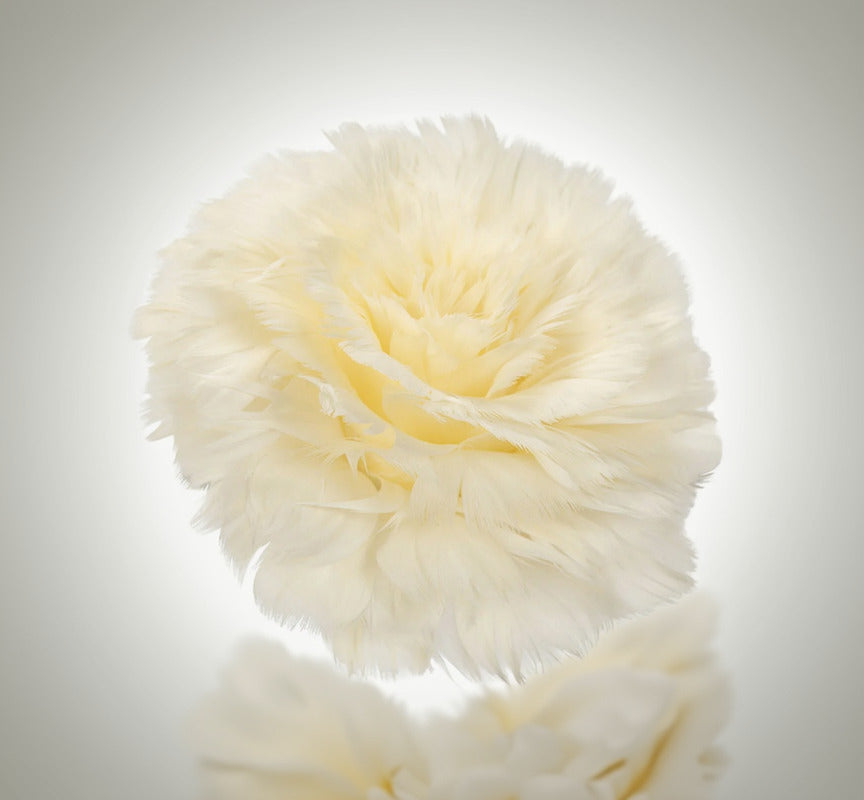 Fjäderblomma med Clip, Vanilj