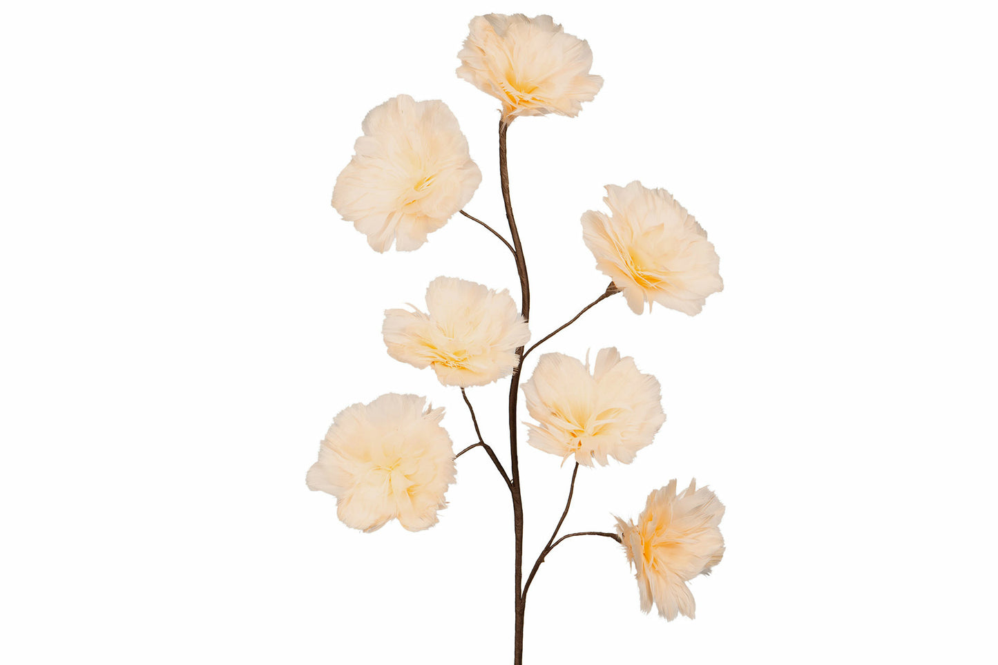 Fjäderblomma Kvist, Aprikos