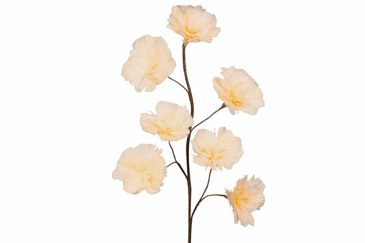 Fjäderblomma Kvist, Aprikos