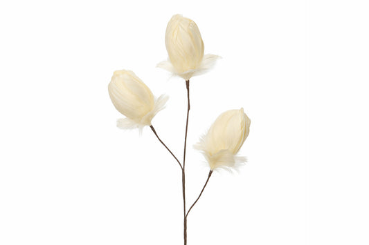 Fjäderknopp Kvist, Vanilj