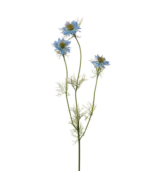 Nigella, 60 cm, Blå