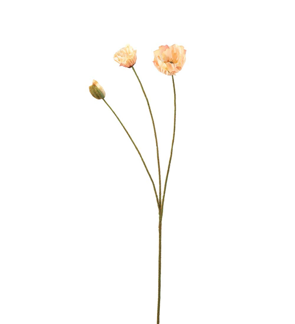 Vallmo, 75 cm, Persika