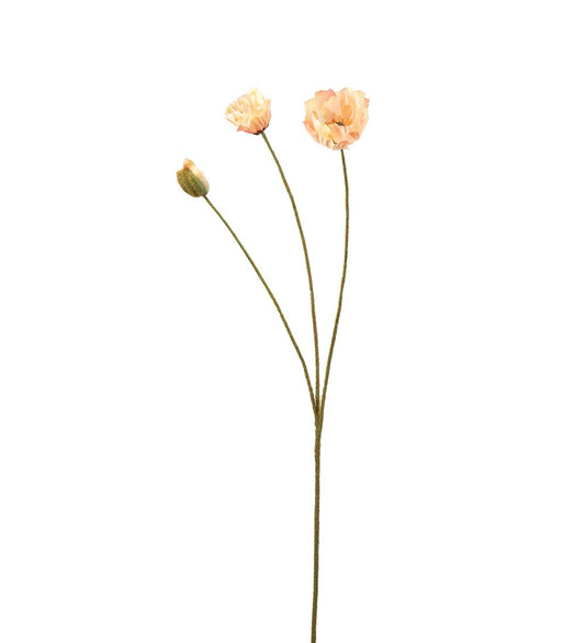 Vallmo, 75 cm, Persika