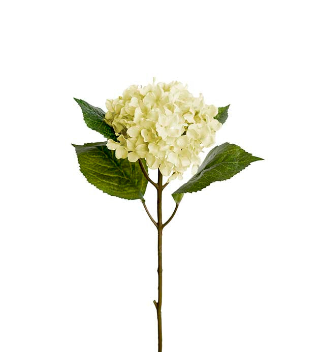 Hortensia, 40 cm, Vit