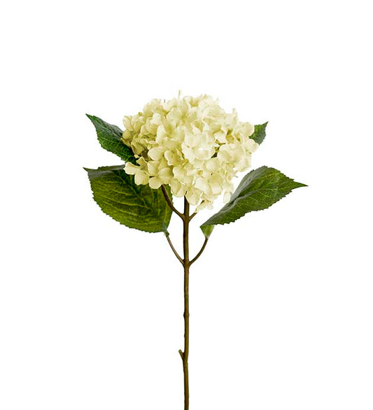 Hortensia, 40 cm, Vit