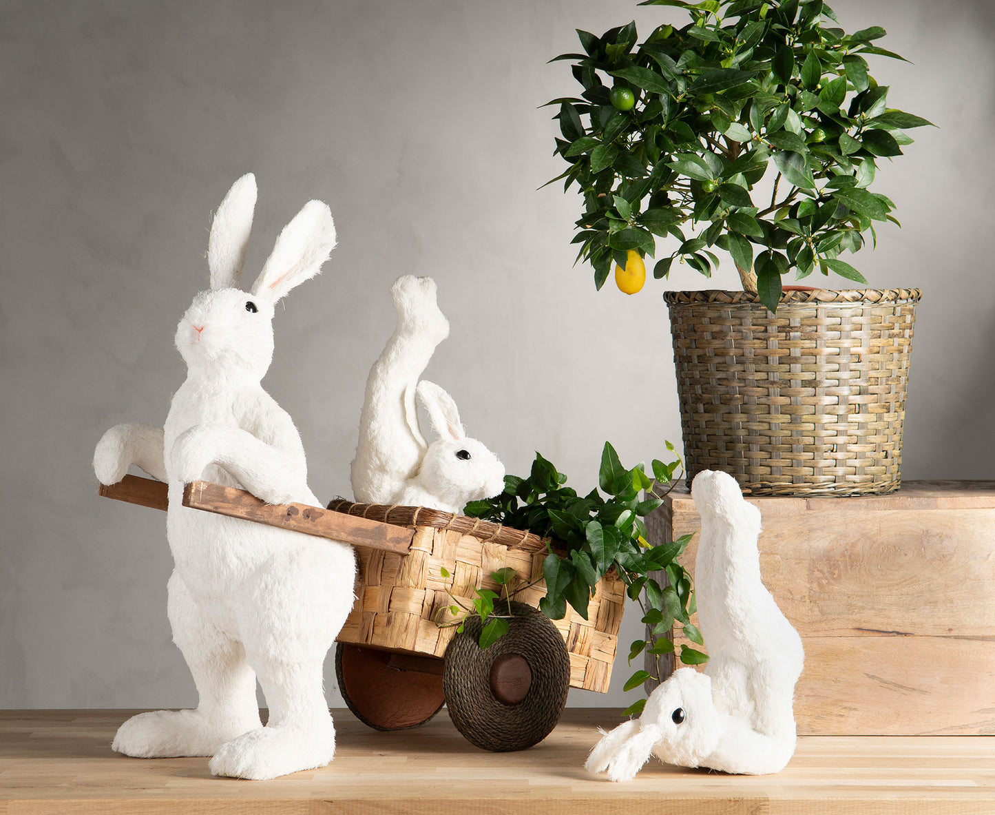 Hare Tränar på Mage, Vit