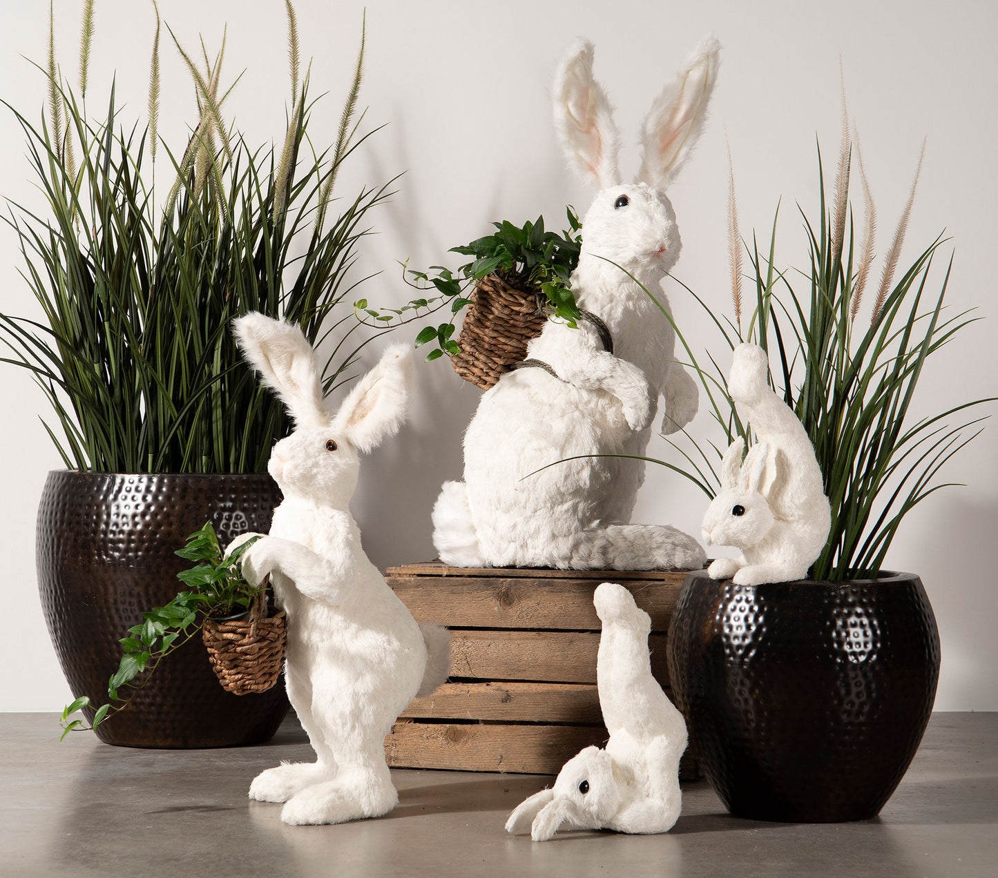 Hare Tränar på Mage, Vit