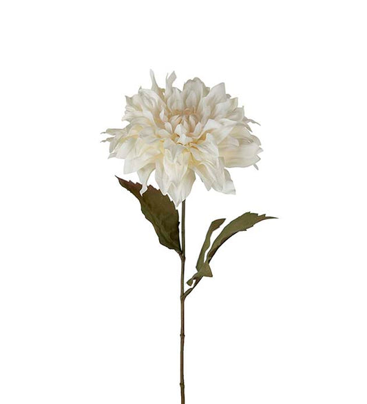 Dahlia Vit, 60 cm
