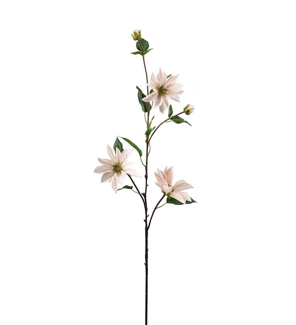 Clematis, 90 cm, Ljusrosa