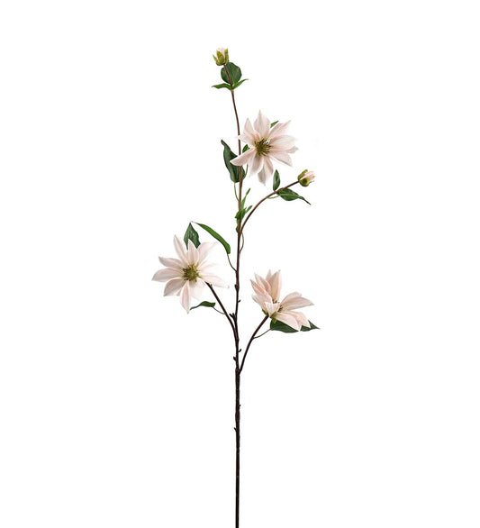 Clematis, 90 cm, Ljusrosa