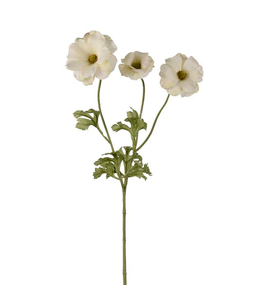 Fjärilsranuncel, 54 cm, Vit