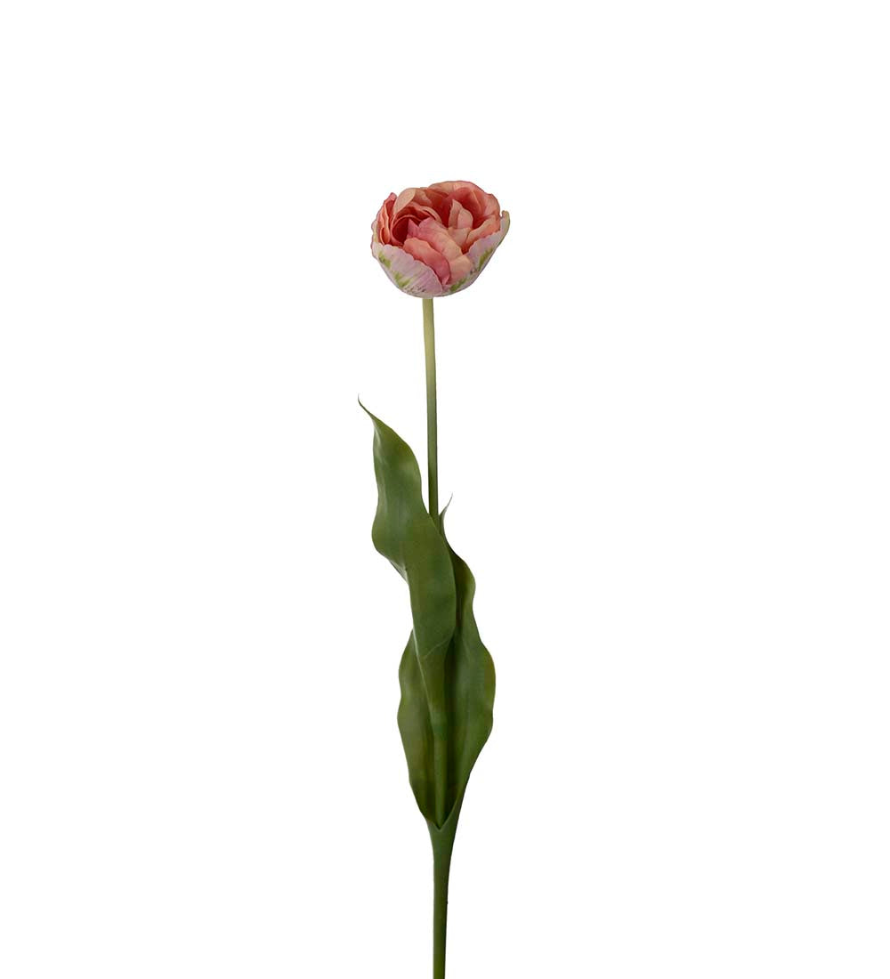 Tulpan, 67 cm, Rosa
