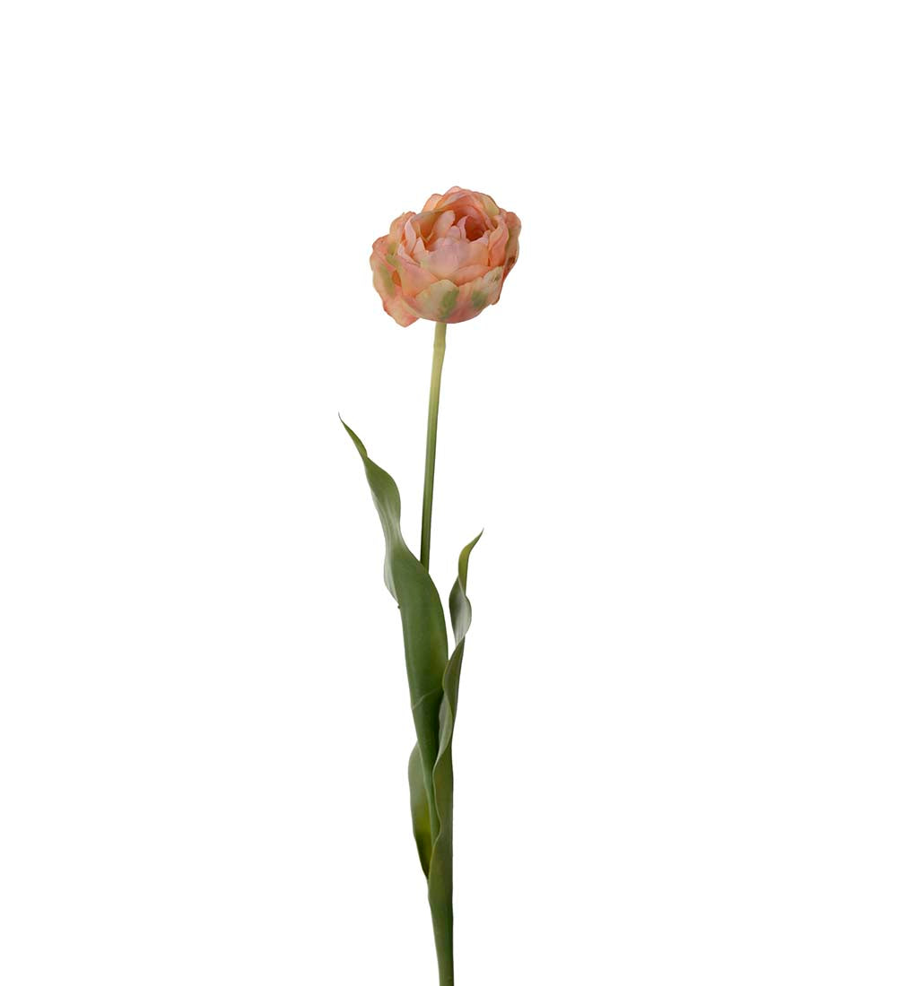 Tulpan, 67 cm, Persika
