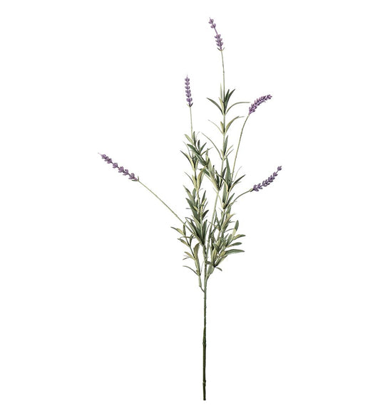 Lavendel, 65 cm, Lila