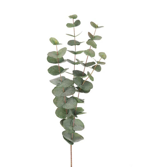 Eucalyptus, 60 cm, Grön