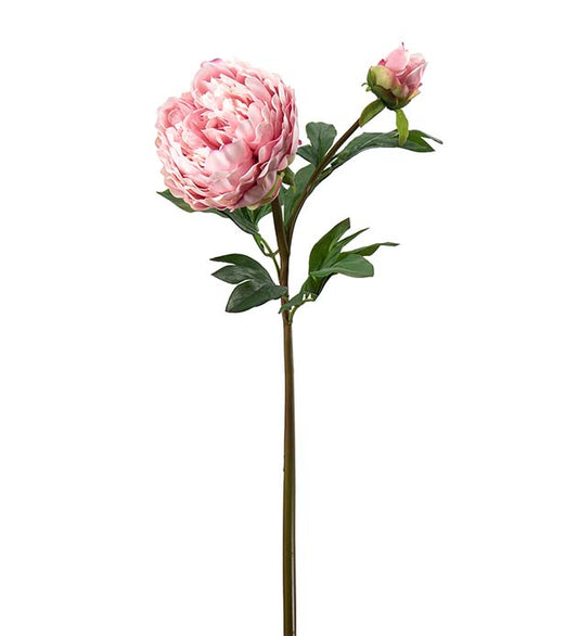 Pion, 65 cm, Rosa