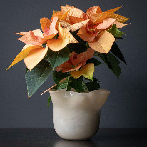 FLORAL Kruka/Vas, Cream